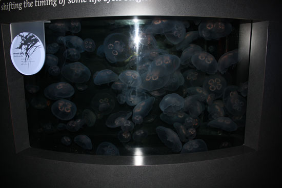 медузы в бостонском аквариуме