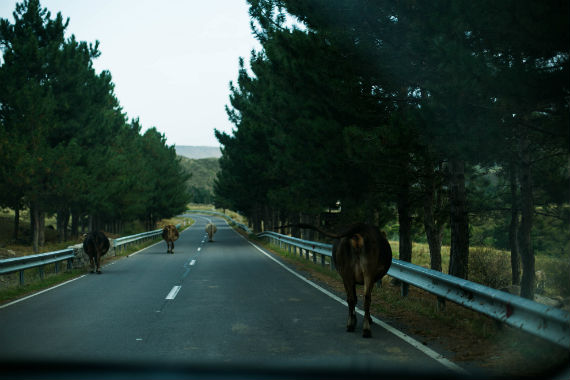 Коровы на дороге