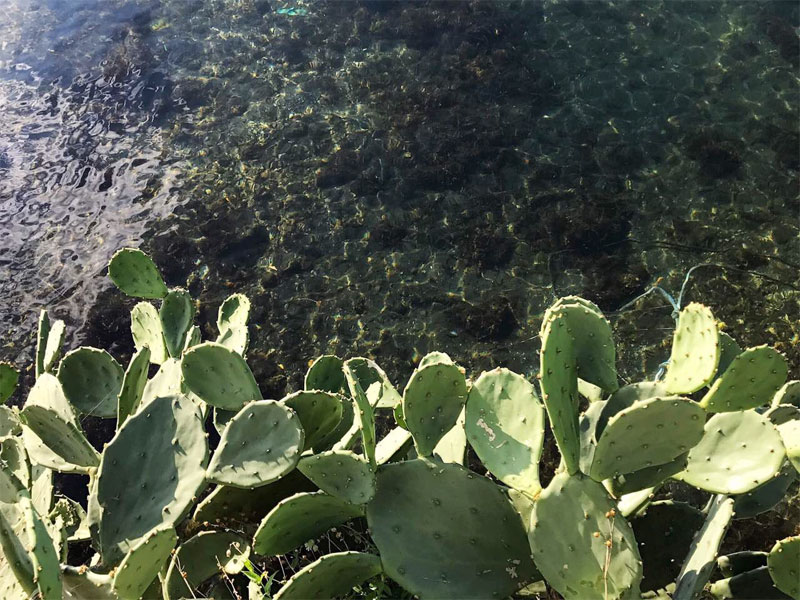 кактусы, растущие около воды