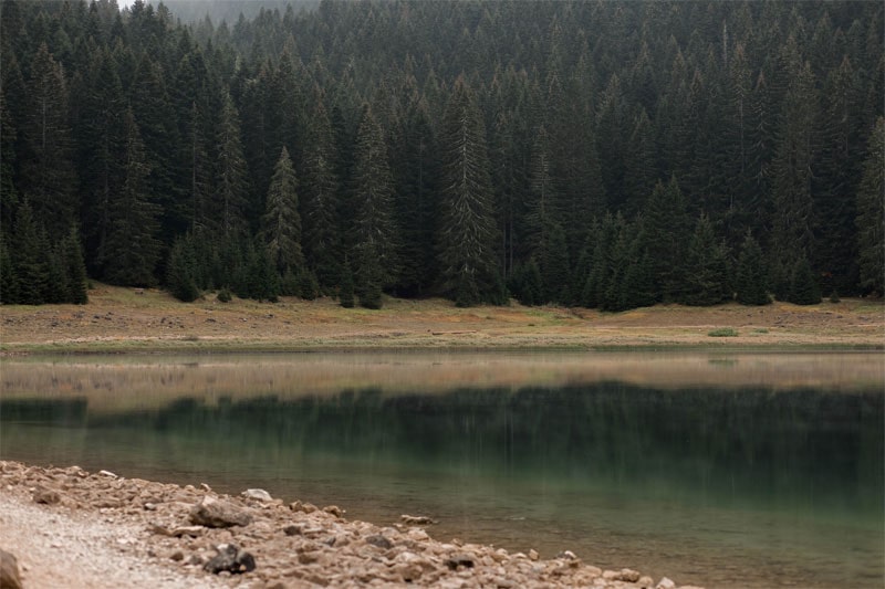 отражение деревьев в озере