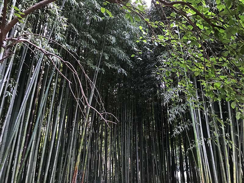 бамбук в сочинском дендрарии